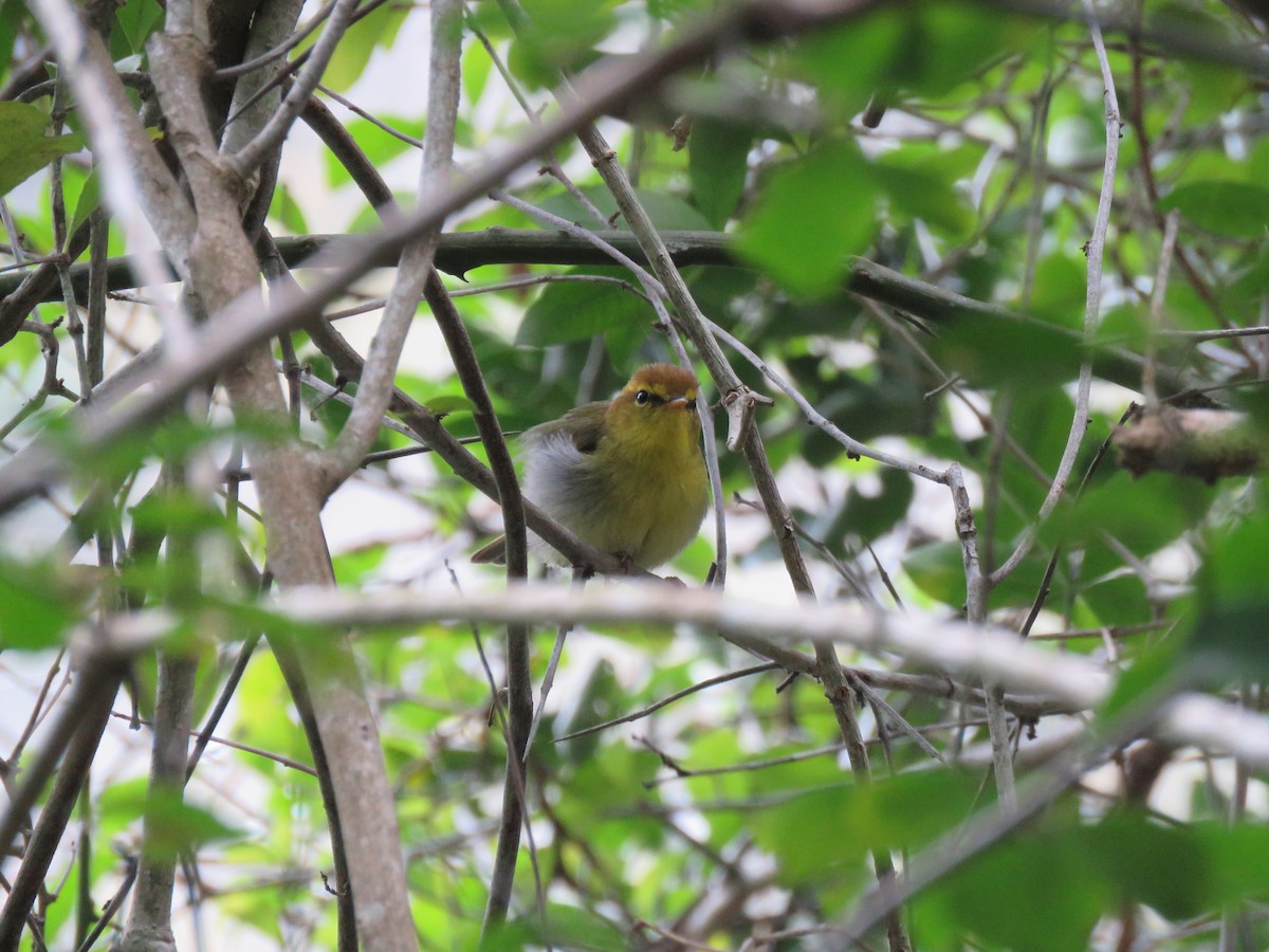 Yellow-throated Woodland-Warbler - Chen Faibis