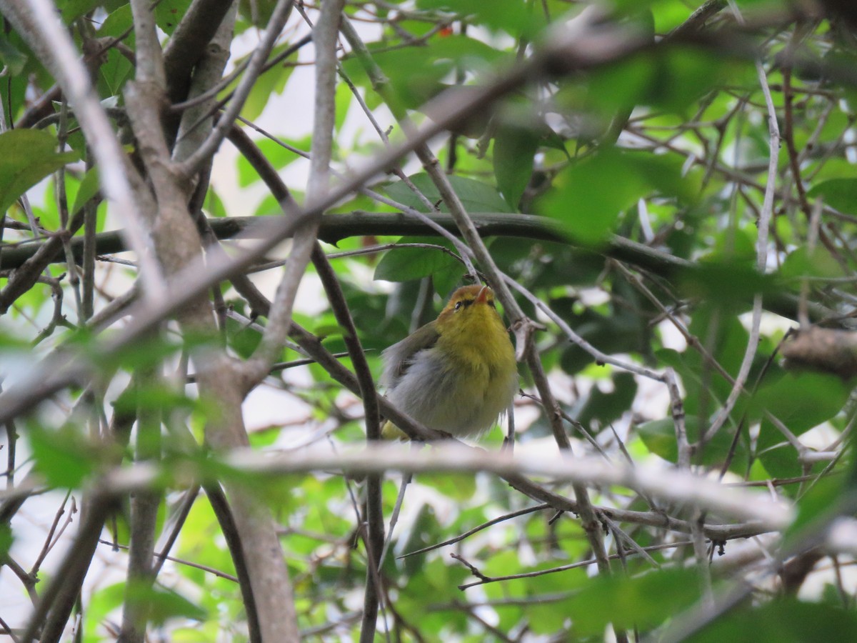Yellow-throated Woodland-Warbler - Chen Faibis