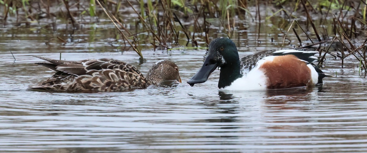 Canard souchet - ML615954353