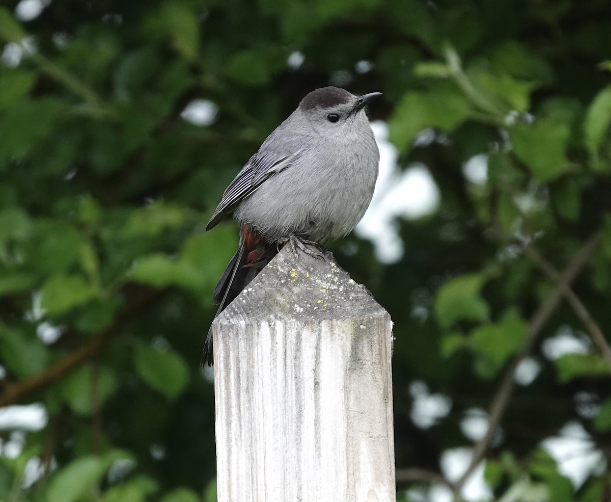 Gray Catbird - ML615954354