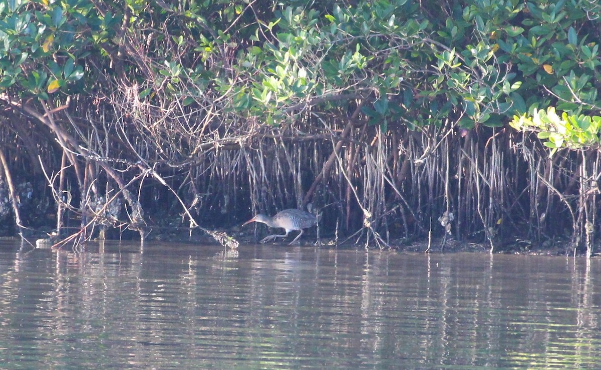 Clapper Rail - ML615954365