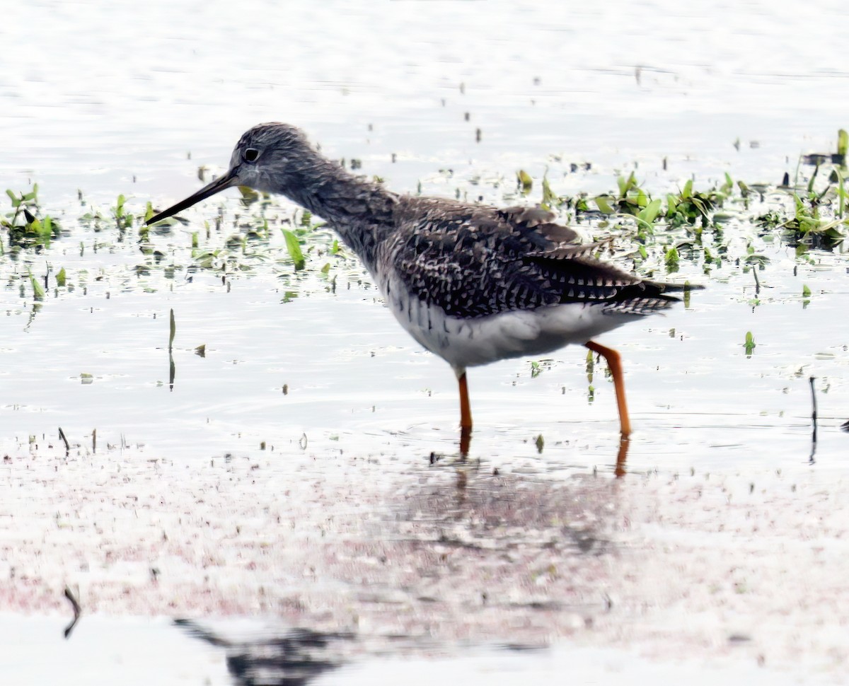 Greater Yellowlegs - Charlotte Byers