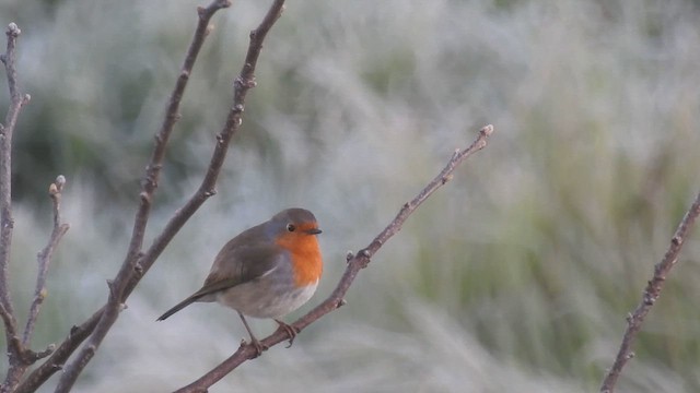 European Robin - ML615954405