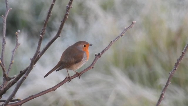 European Robin - ML615954406