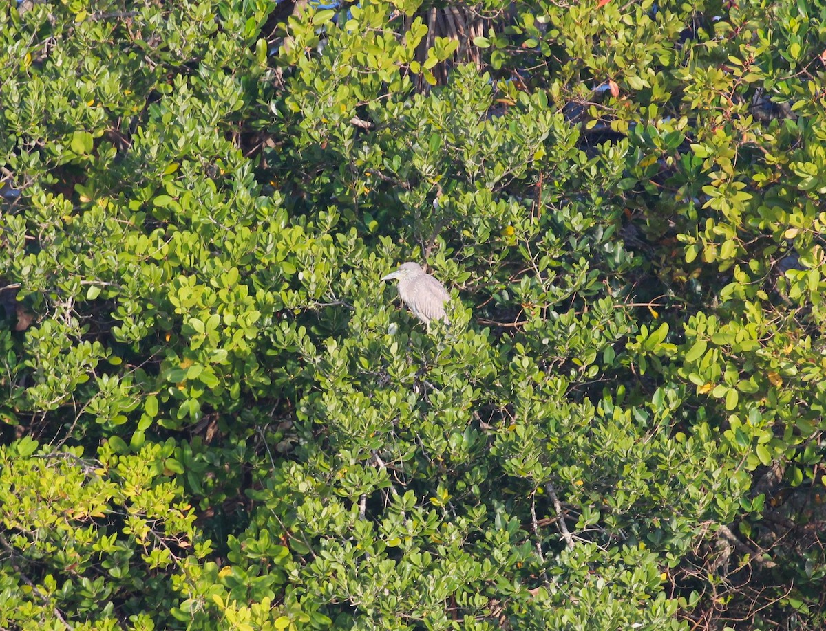 Yellow-crowned Night Heron - ML615954431