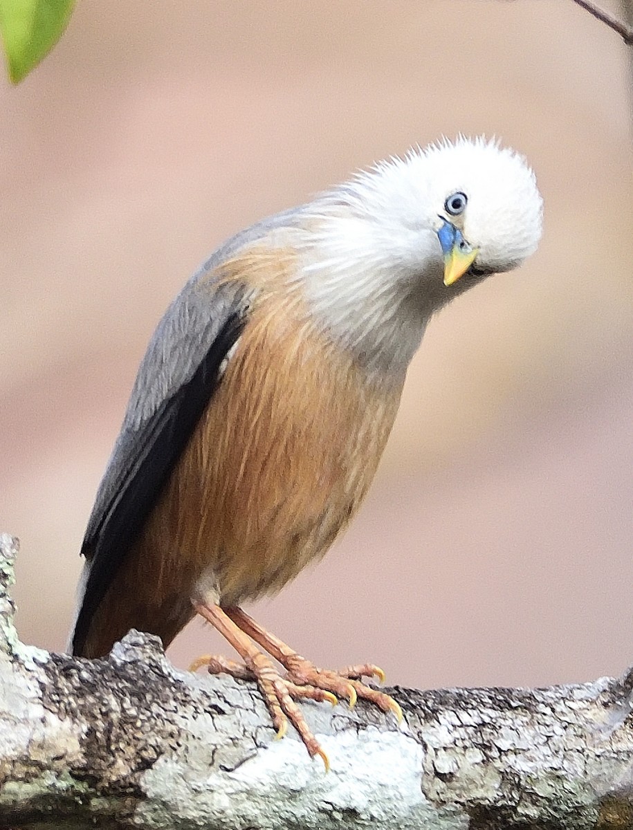 Malabar Starling - ML615954439