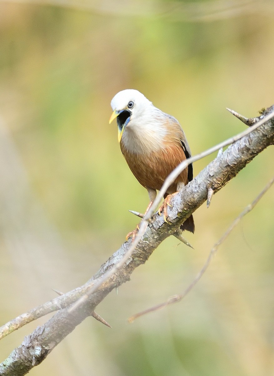 Malabar Starling - ML615954440