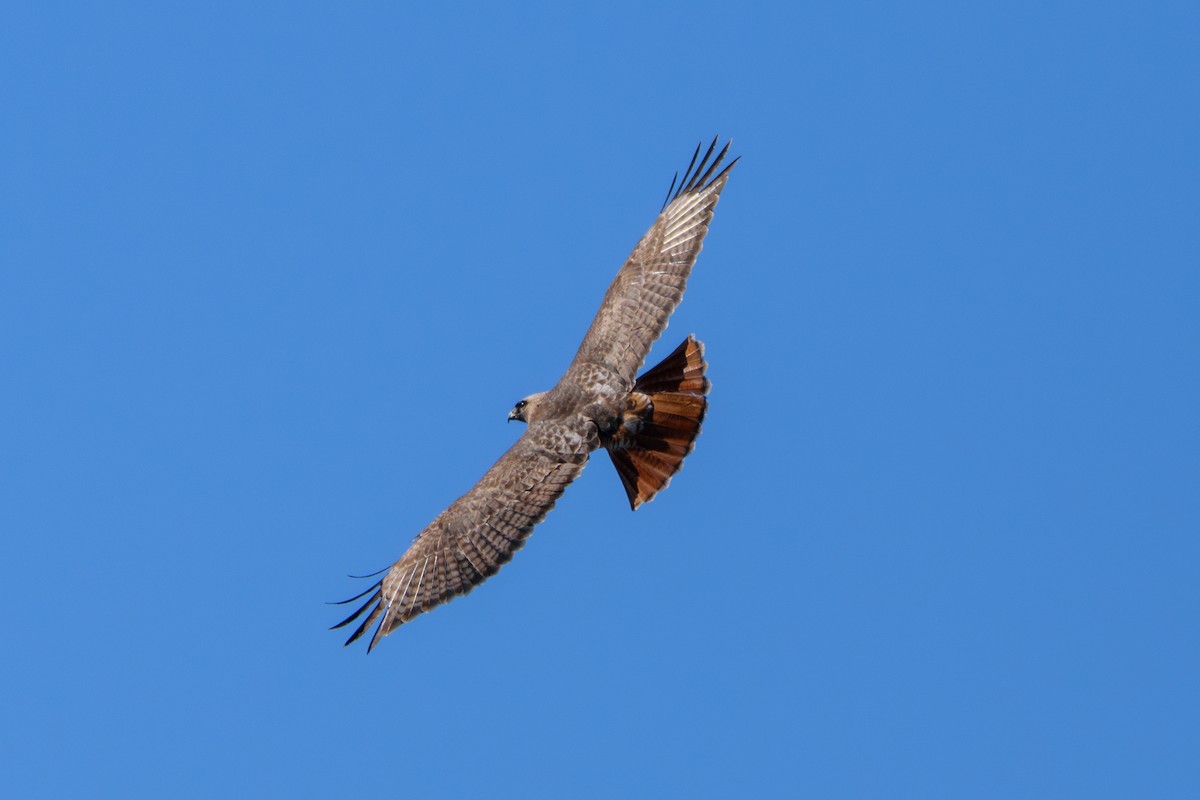 Red-tailed Hawk - ML615954442