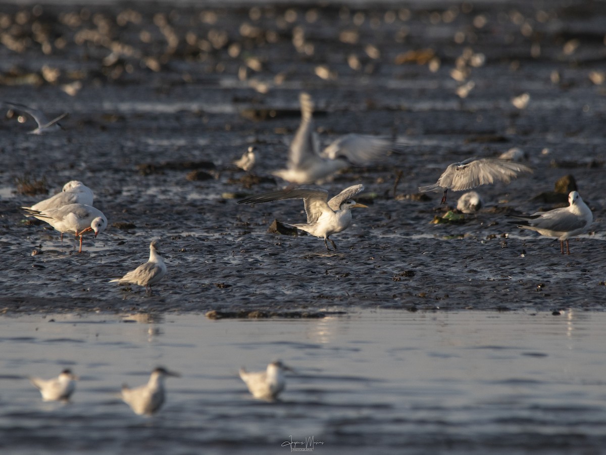 Black-headed Gull - ML615954443