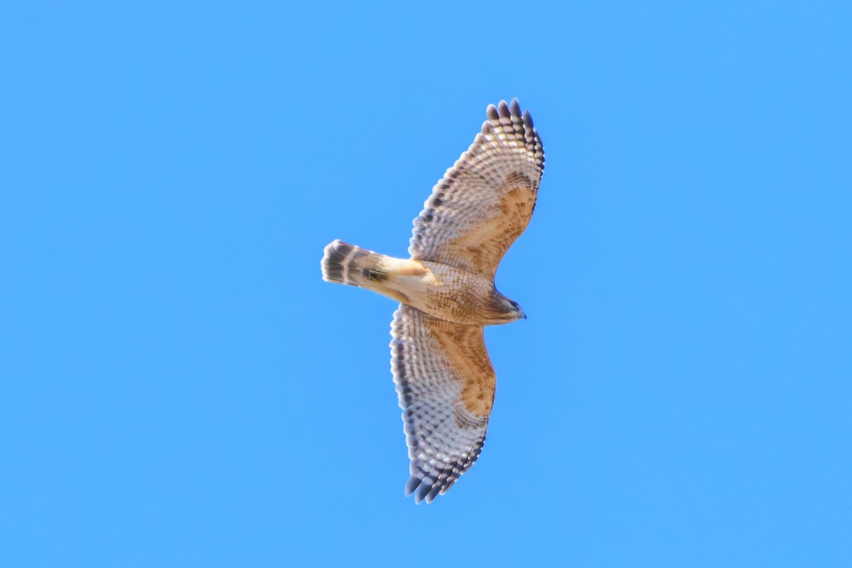 Red-shouldered Hawk (lineatus Group) - ML615954448