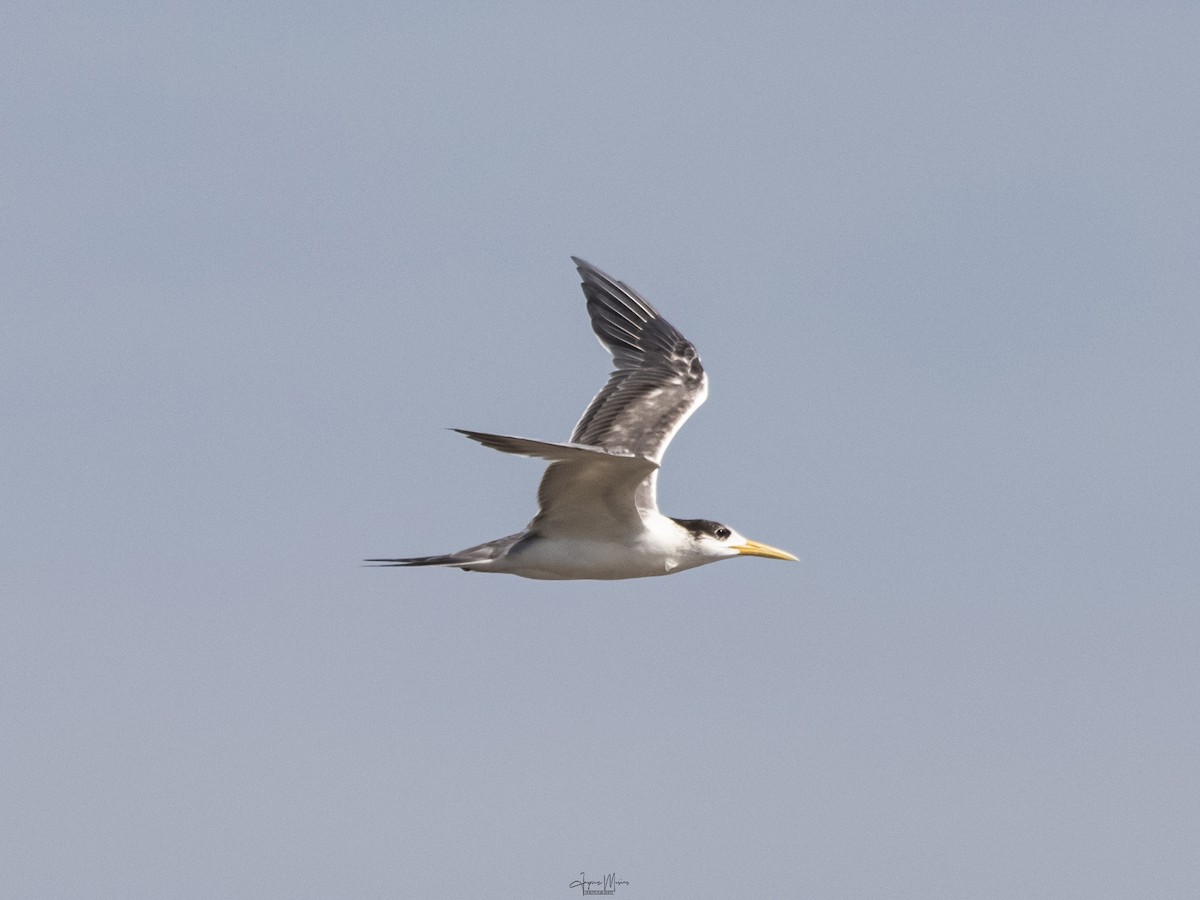 Great Crested Tern - ML615954457