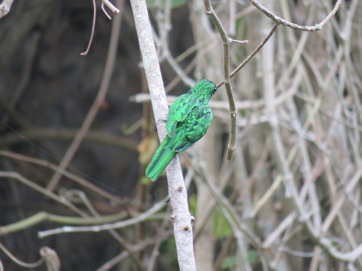 African Emerald Cuckoo - Chen Faibis