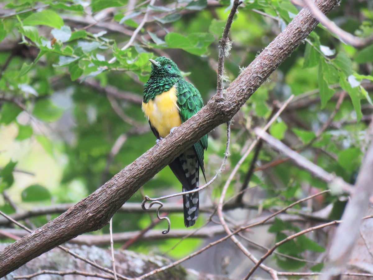 African Emerald Cuckoo - Chen Faibis