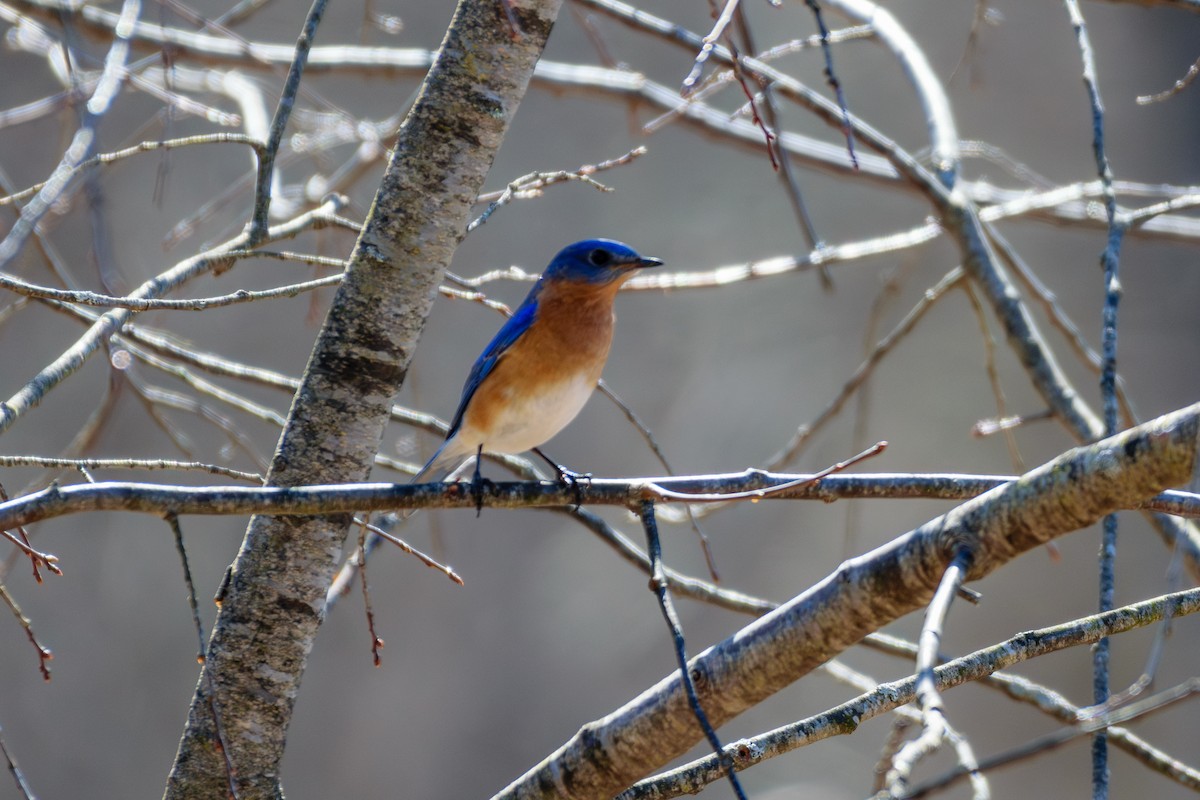 Eastern Bluebird - ML615954464