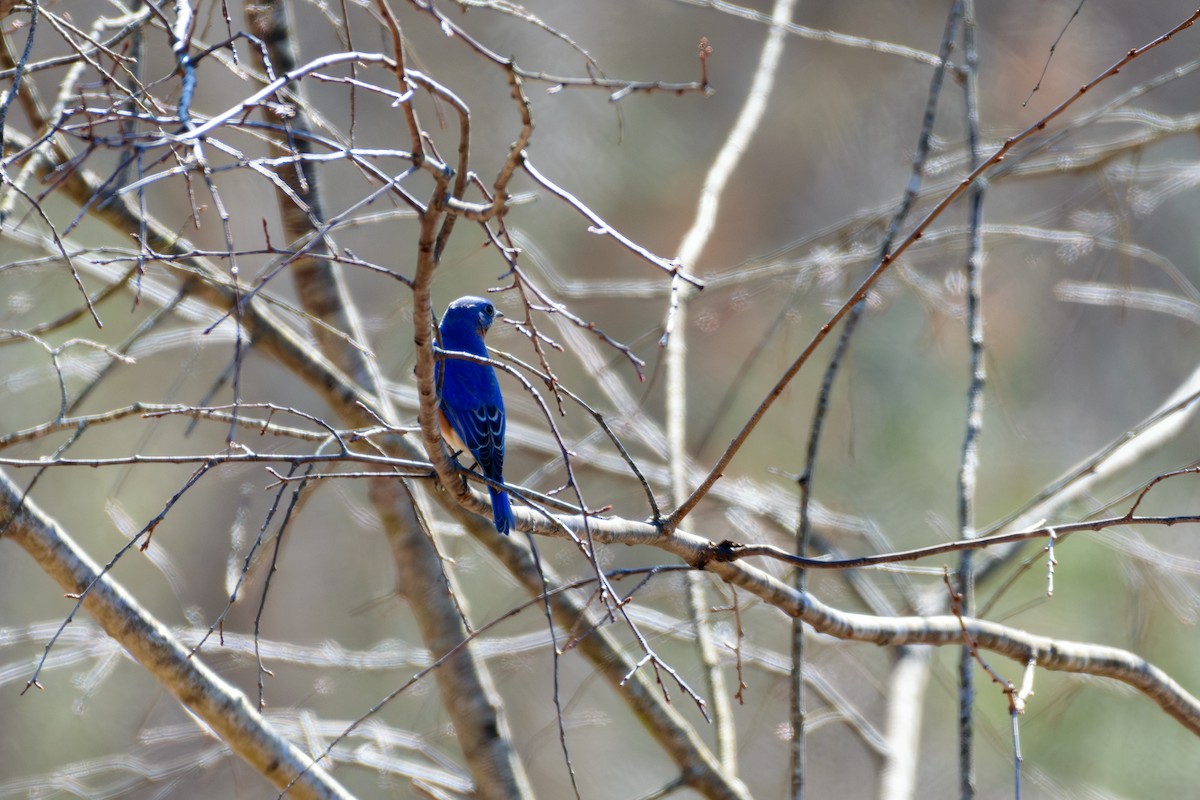 Eastern Bluebird - ML615954465