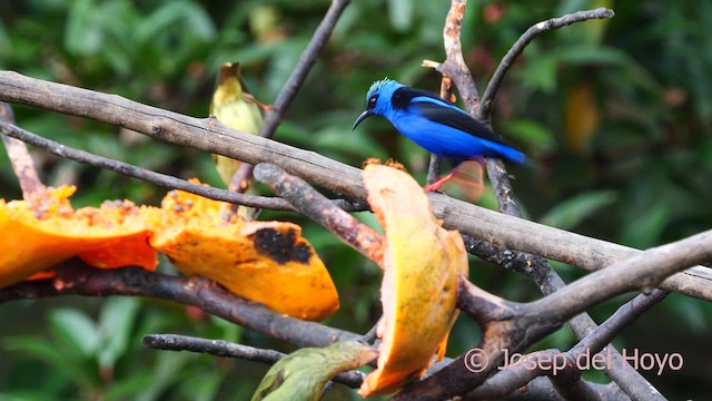 Red-legged Honeycreeper - ML615954467