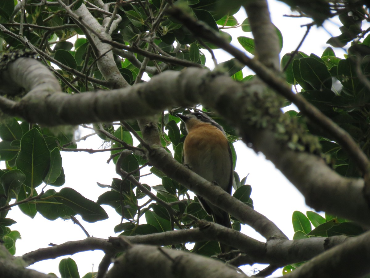 Olive Bushshrike - ML615954476