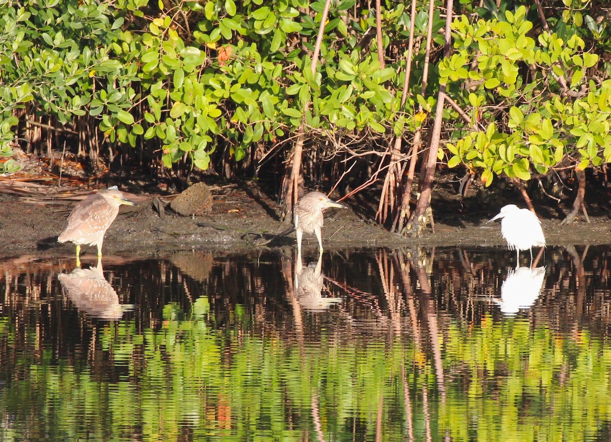 Black-crowned Night Heron - ML615954482