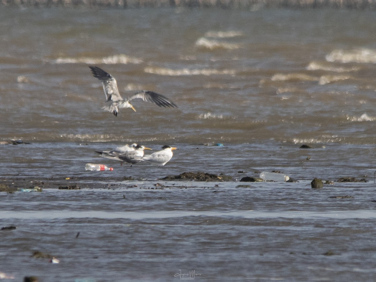 Chinese Crested Tern - ML615954484