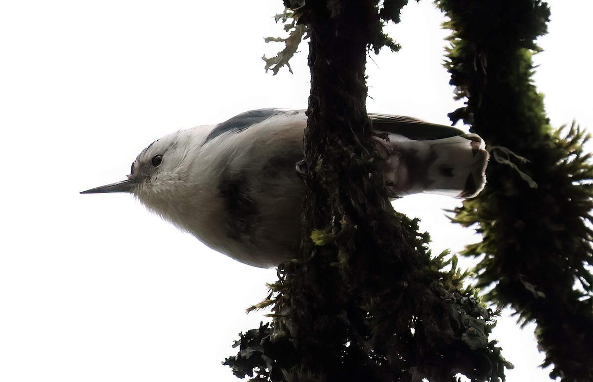 White-breasted Nuthatch - ML615954489