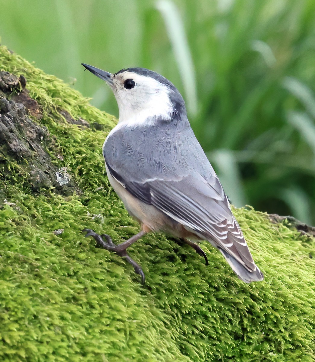 White-breasted Nuthatch - Charlotte Byers