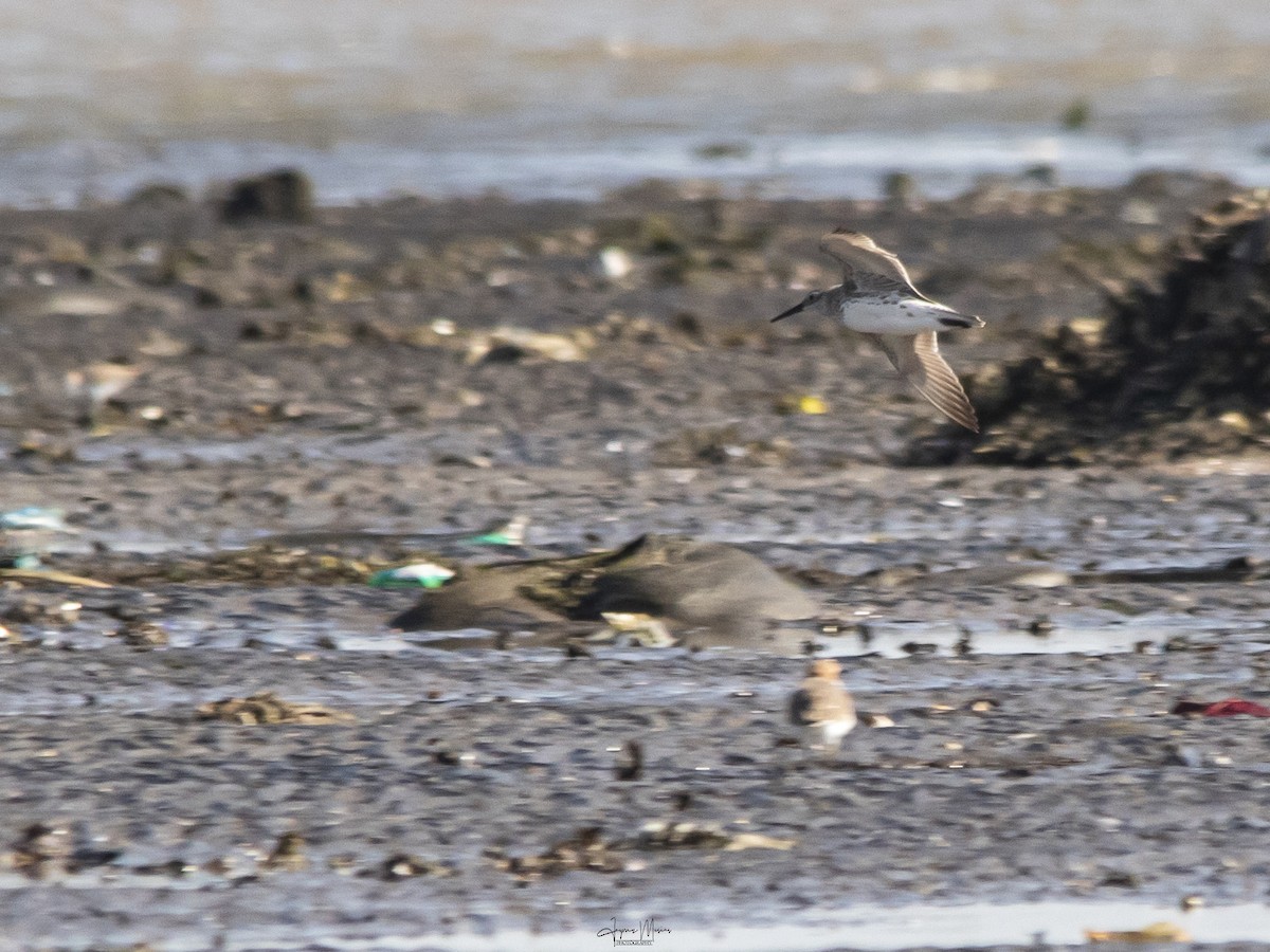 Great/Red Knot - ML615954495