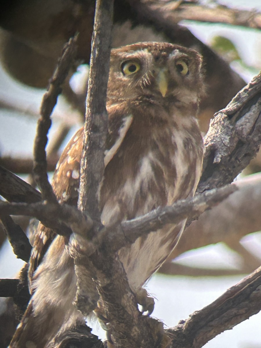 Ferruginous Pygmy-Owl - ML615954501