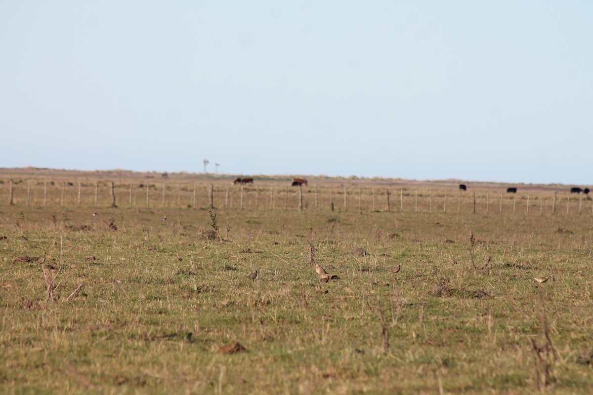 Chorlito Cabezón - ML61595451