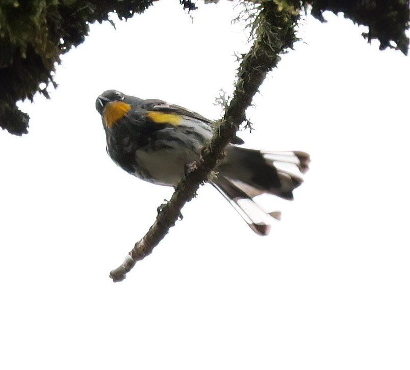 Yellow-rumped Warbler - Charlotte Byers