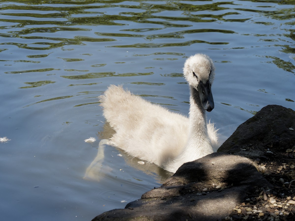 Höckerschwan - ML615954537