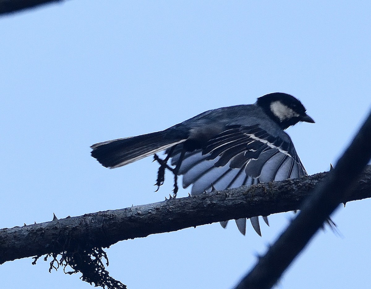 Cinereous Tit - ML615954543