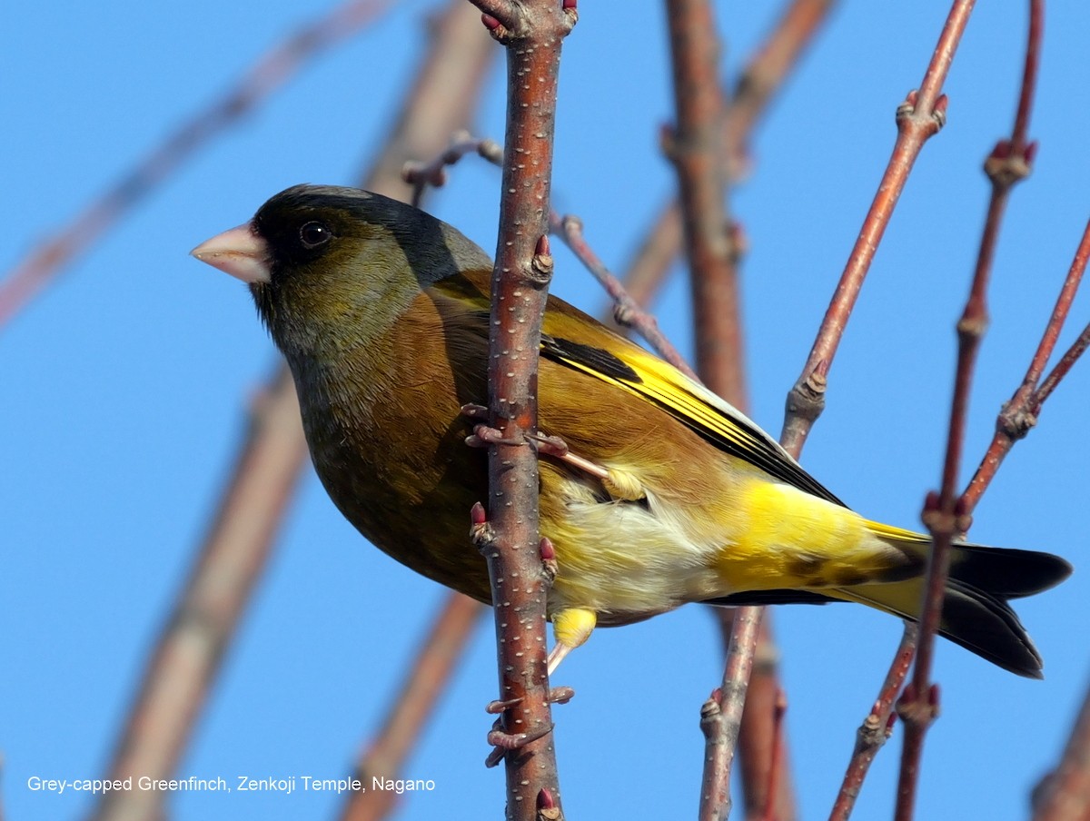 Oriental Greenfinch - Peter Edmonds