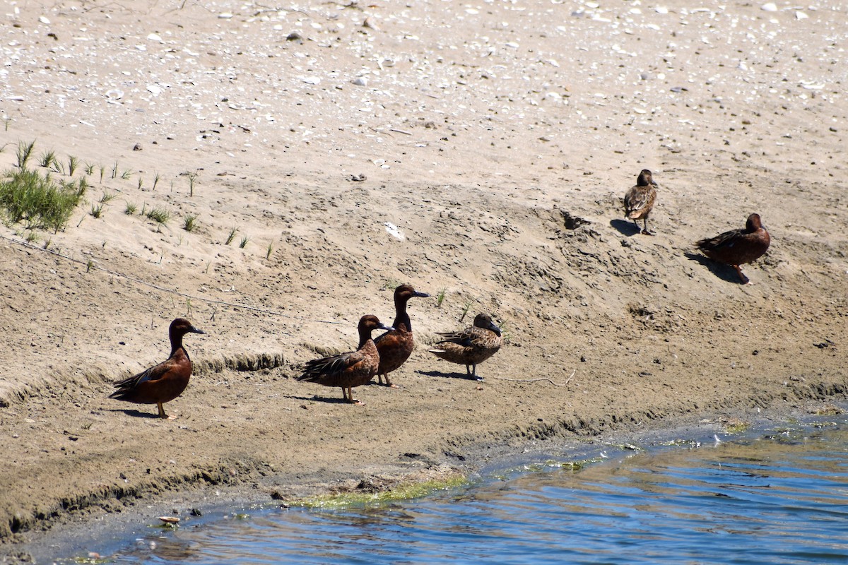 Cinnamon Teal - ML615954586