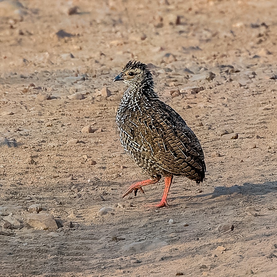 Hildebrandt's Spurfowl - ML615954602