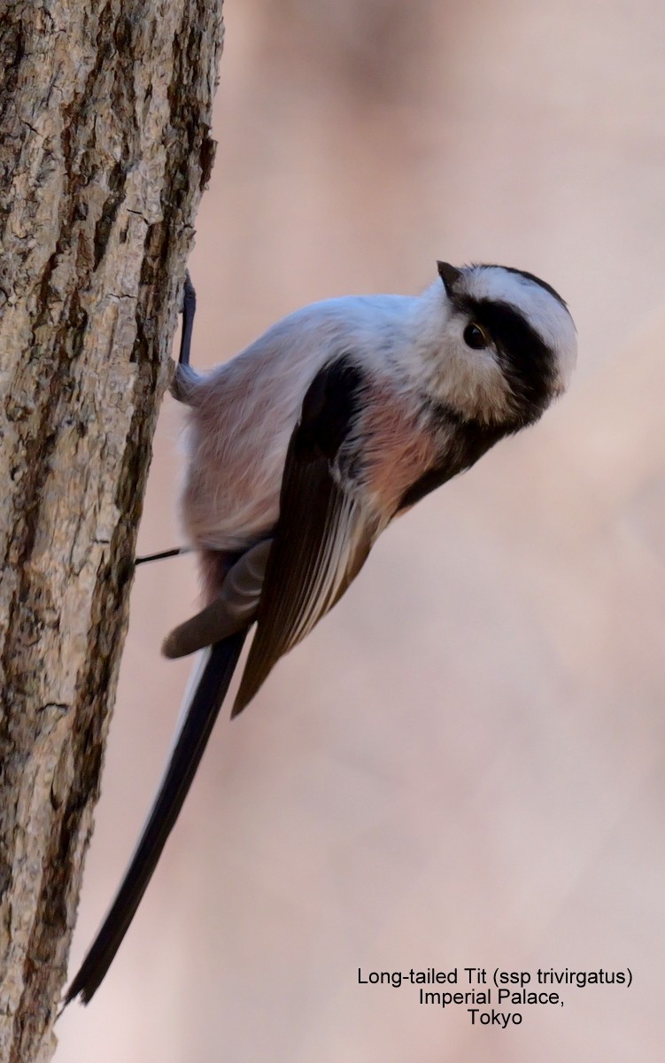 Long-tailed Tit - ML615954604