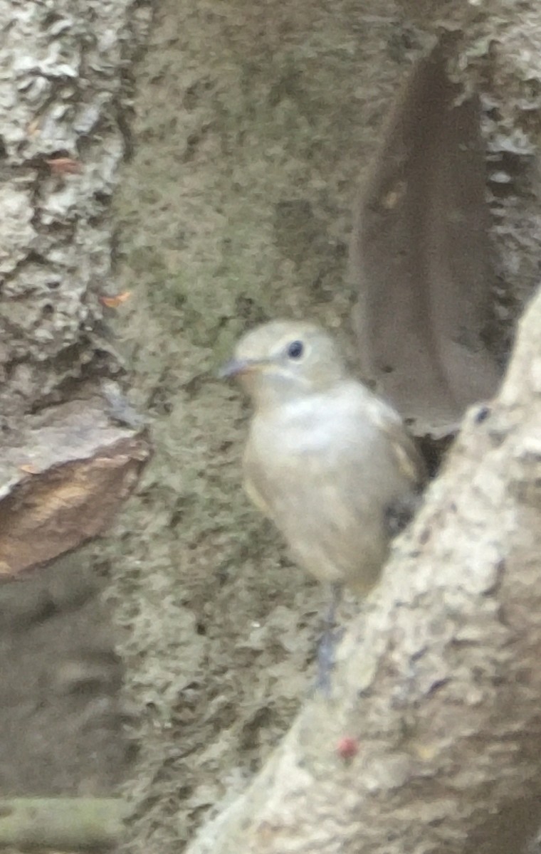 Rusty-tailed Flycatcher - Kiron Vijay