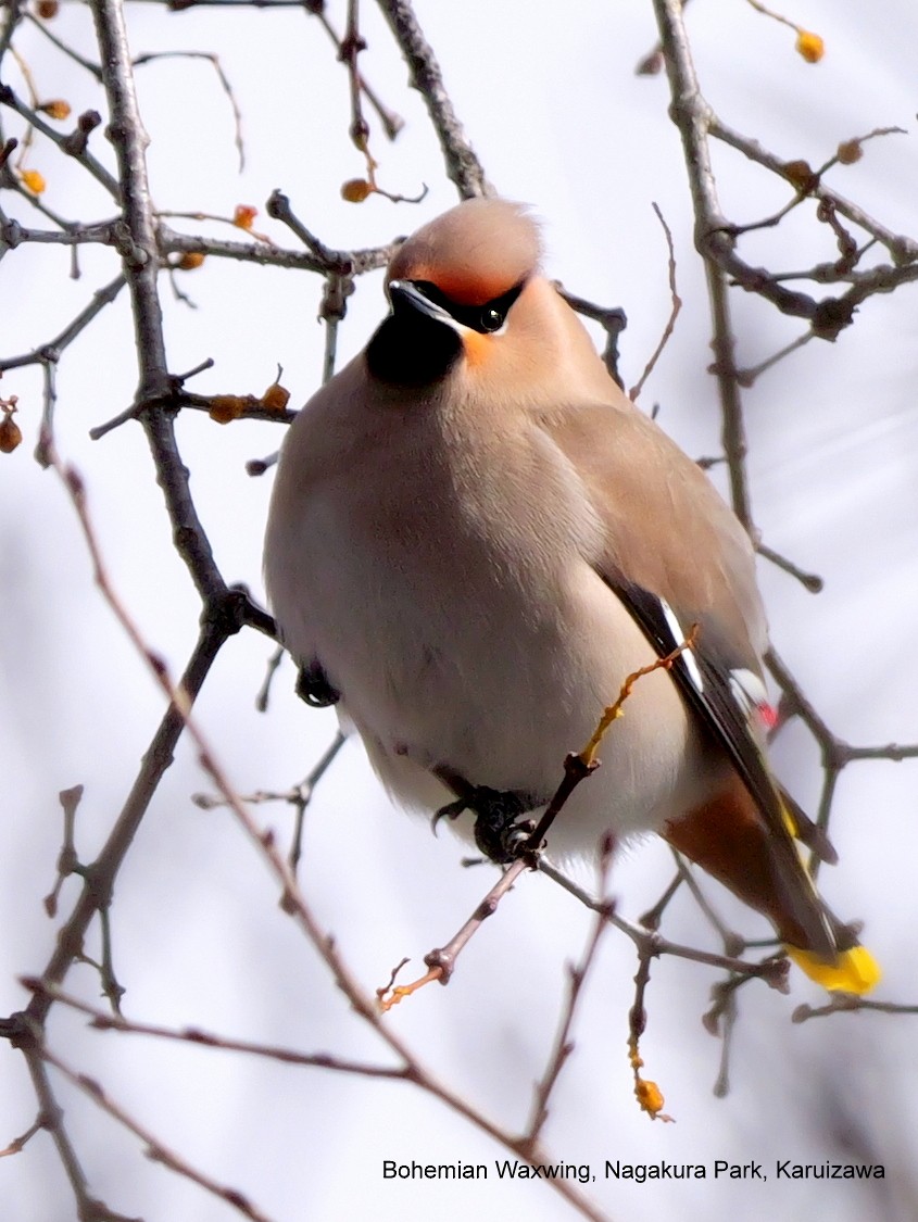 Bohemian Waxwing - ML615954614