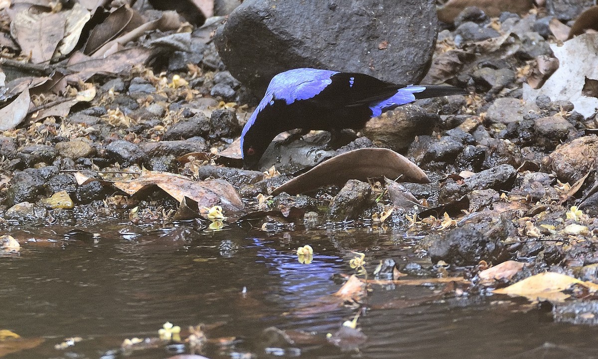 Asian Fairy-bluebird - ML615954621