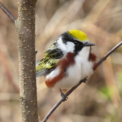 Chestnut-sided Warbler - ML615954629