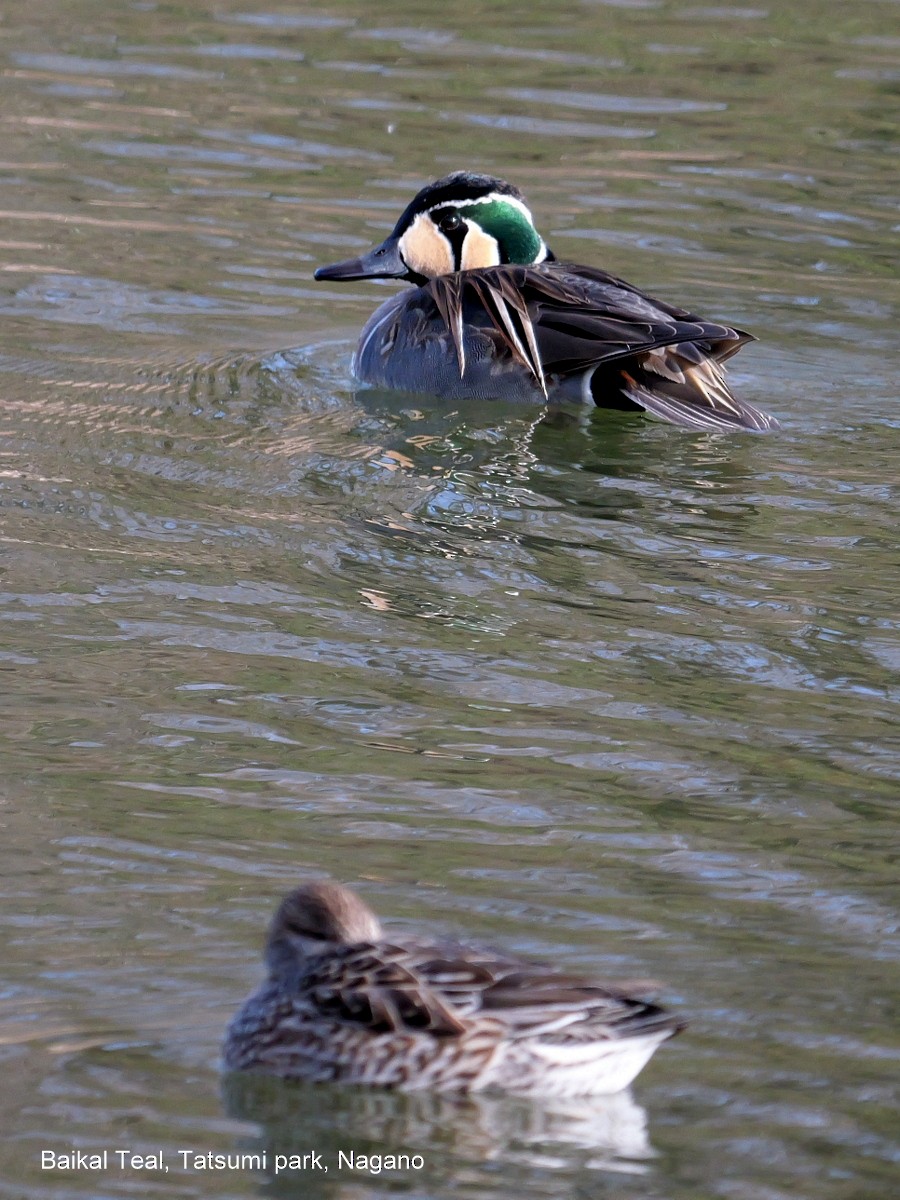 Baikal Teal - ML615954650