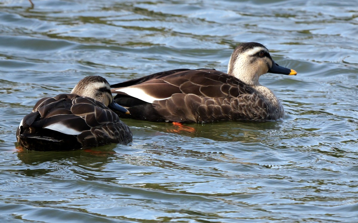 Eastern Spot-billed Duck - Peter Edmonds