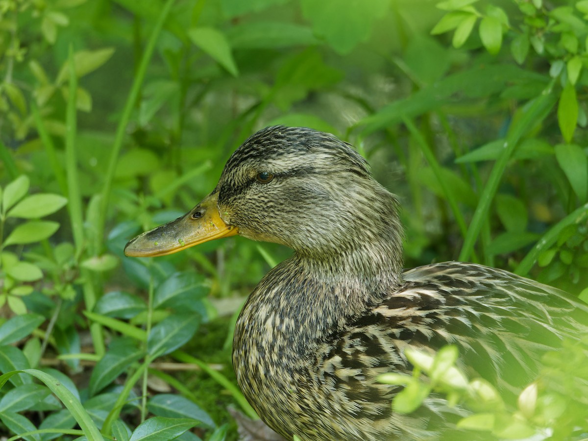 Stockente - ML615954669