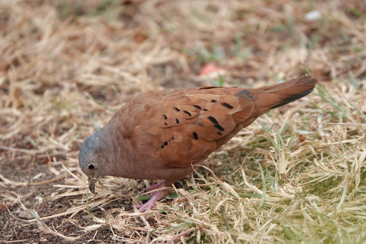 Ruddy Ground Dove - ML615954699