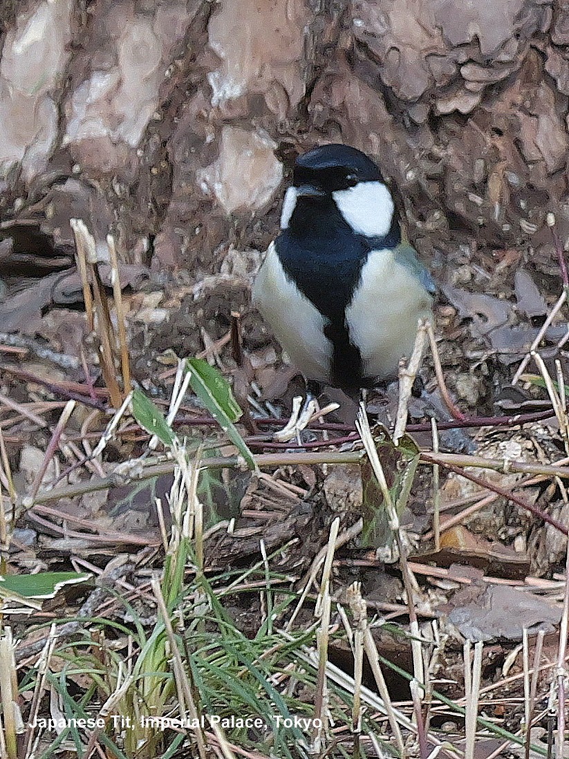 Mésange de Chine - ML615954752