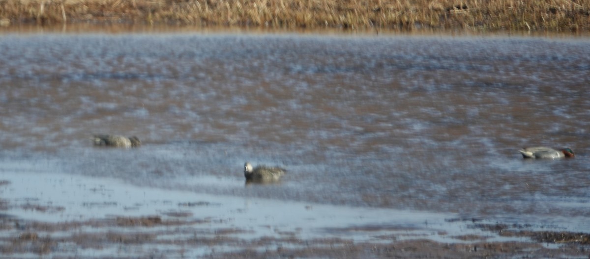 Green-winged Teal - ML615954776