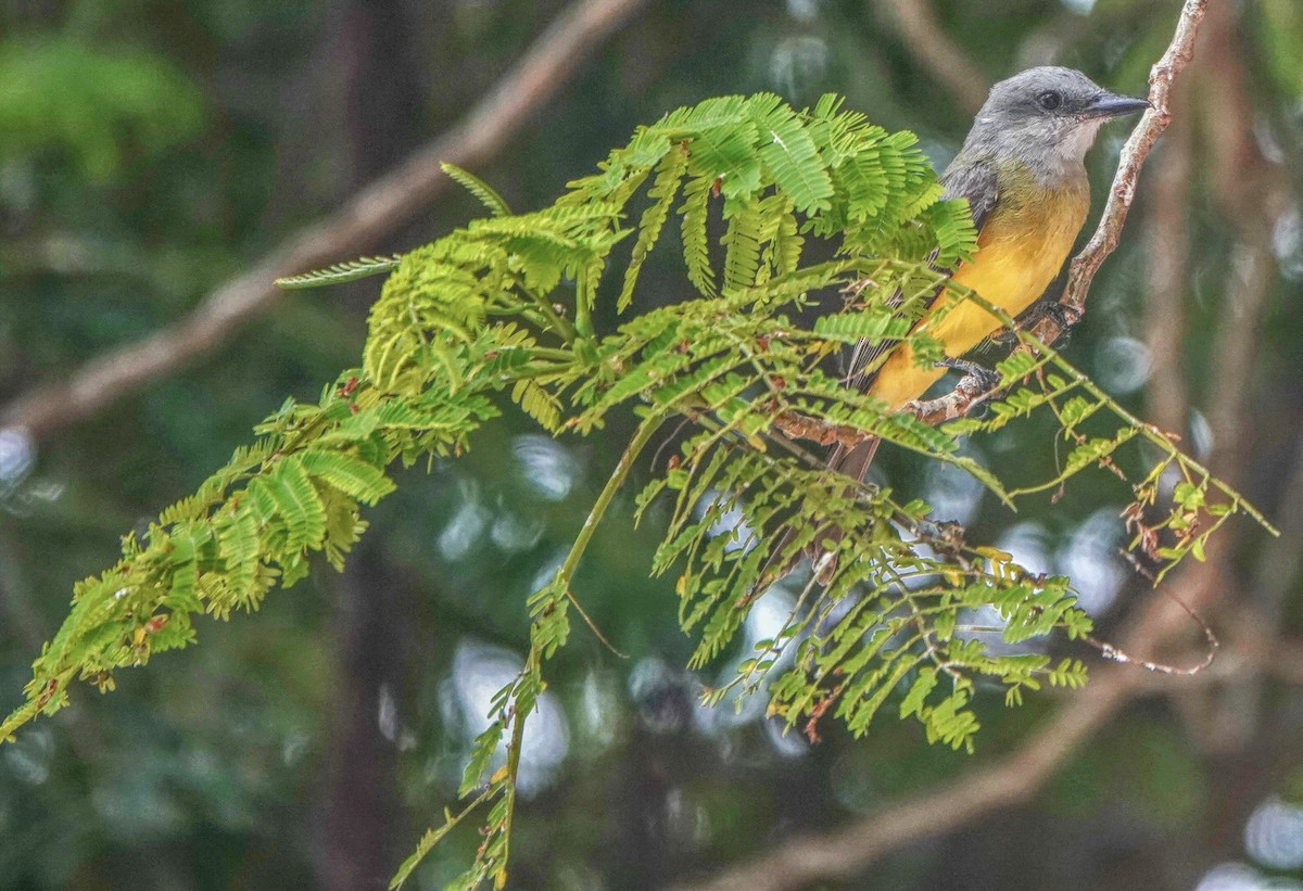 Panama Flycatcher - Ann Armour