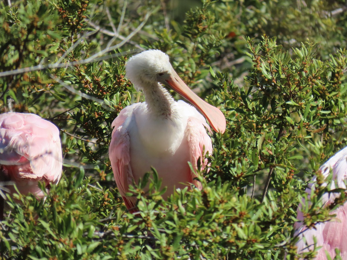 Roseate Spoonbill - ML615954813