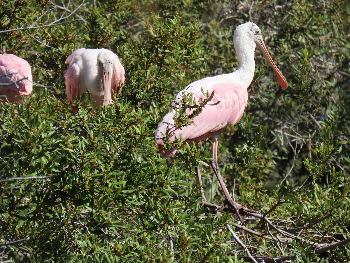 Roseate Spoonbill - ML615954814