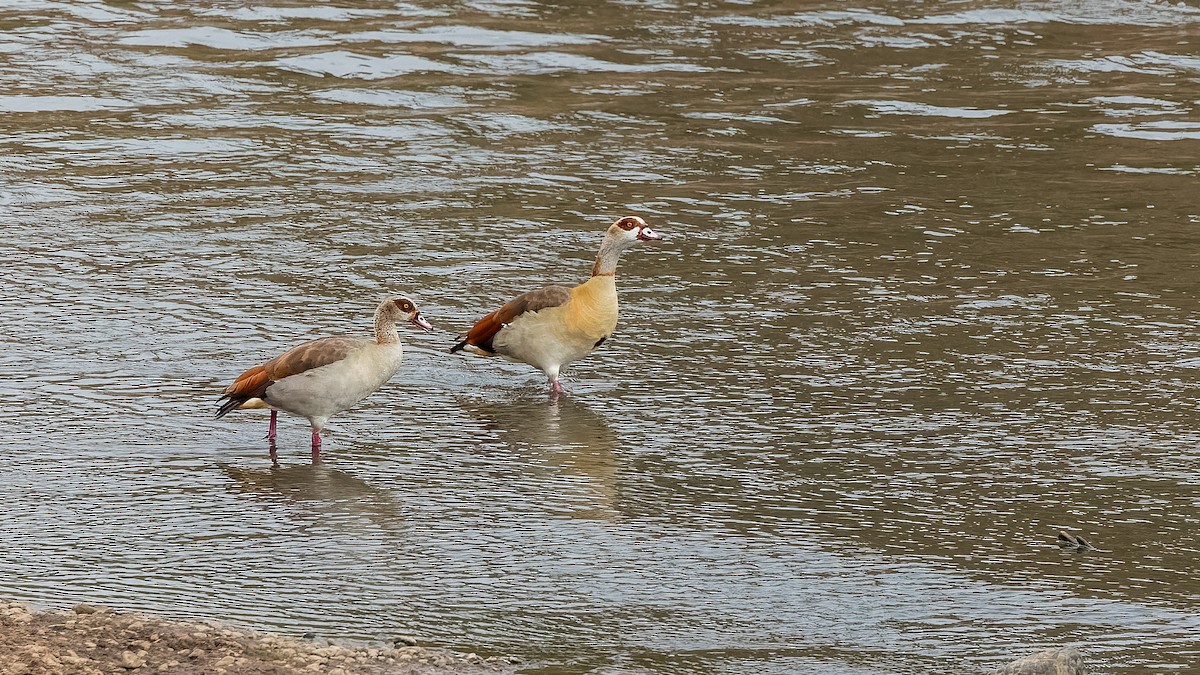 Egyptian Goose - ML615954821