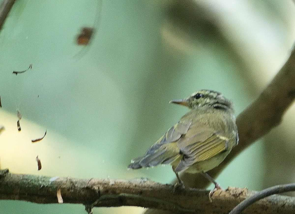 Western Crowned Warbler - ML615954853